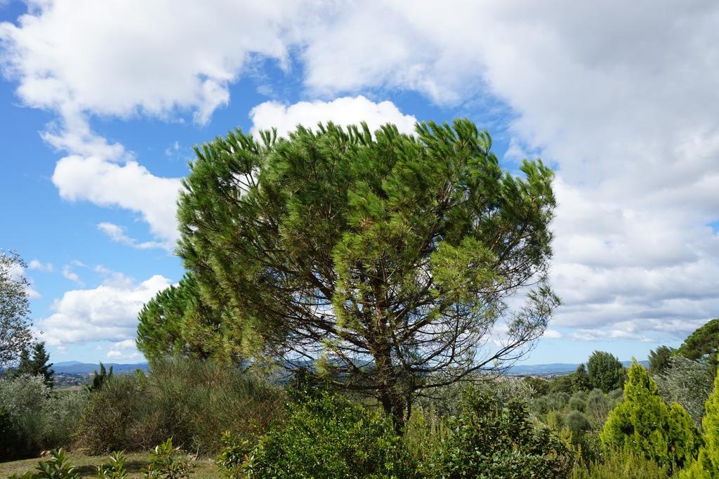 Bed and Breakfast Casa Lucia In Chianti Vagliagli Екстер'єр фото